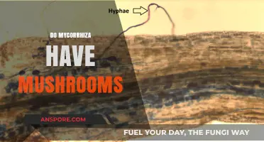 Mycorrhiza: The Mushroom-Root Connection