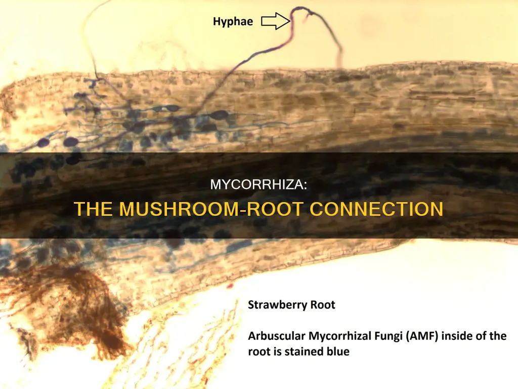 do mycorrhiza have mushrooms