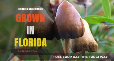 Exploring Florida's Forests: Do Magic Mushrooms Grow in the Sunshine State?