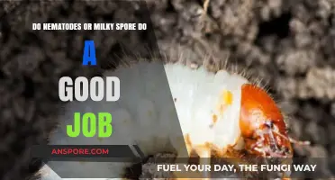 Nematodes vs. Milky Spore: Which Controls Grubs More Effectively?