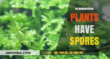 Do Nonvascular Plants Have Spores? Unveiling Their Reproduction Secrets