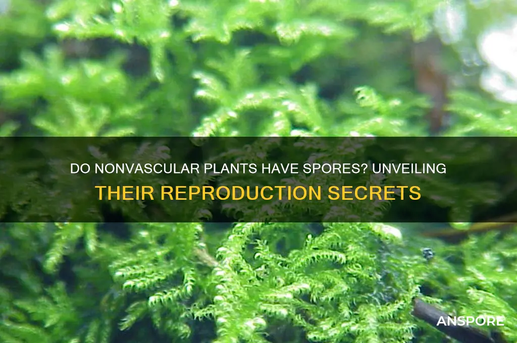 do nonvascular plants have spores