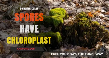 Do Nonvascular Spores Contain Chloroplasts? Unveiling Plant Cell Mysteries