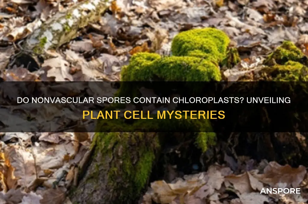 do nonvascular spores have chloroplast