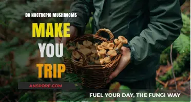 Do Nootropic Mushrooms Cause Psychedelic Trips? Exploring the Facts