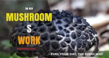 Do Old Mushrooms Still Work?