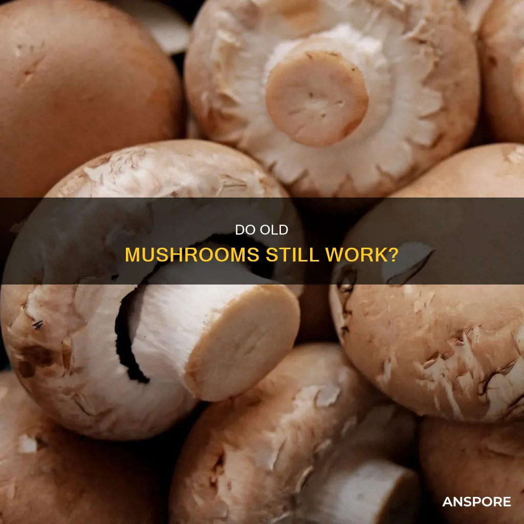 do old mushroom s work