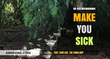 Can Aging Mushrooms Cause Illness? Debunking Myths About Old Fungi