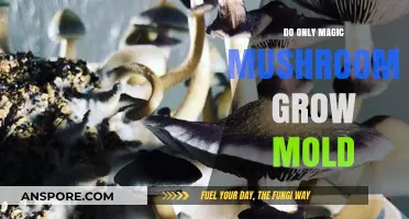 Magic Mushrooms and Mold: Debunking the Fungal Growth Myth