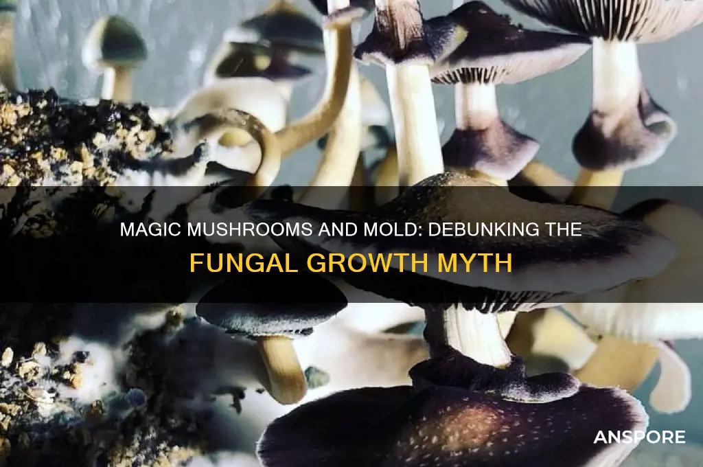 do only magic mushrooms grow mold