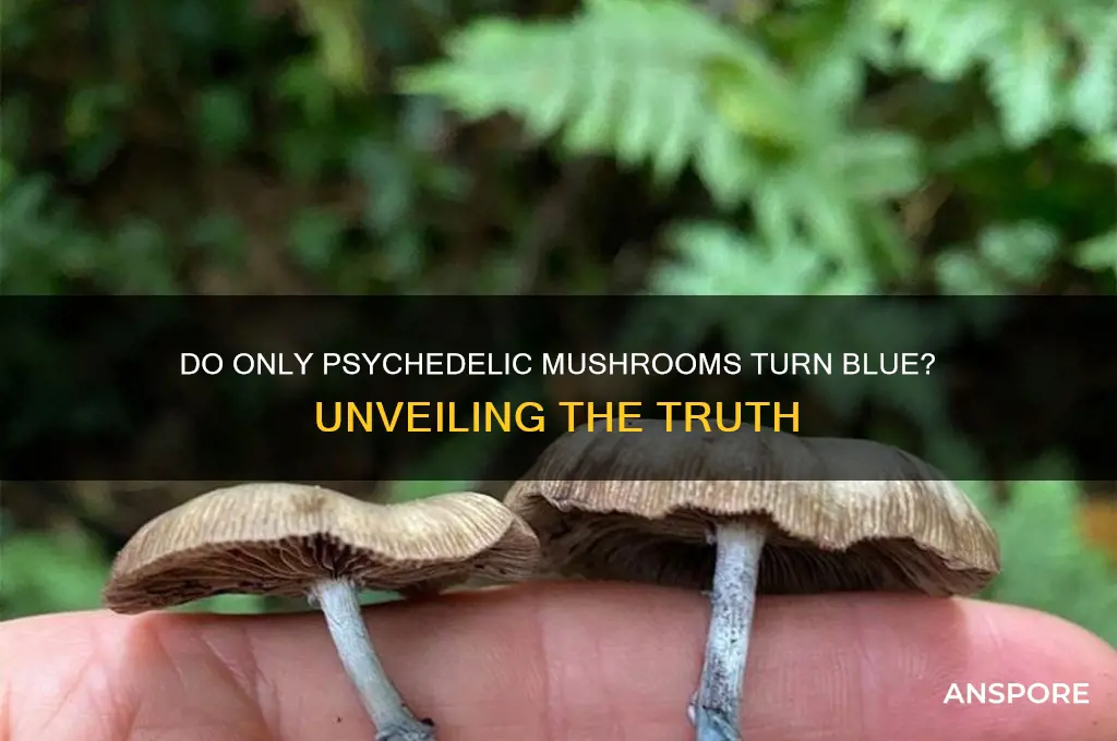 do only psychadelic mushrooms turn blue