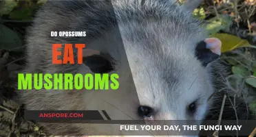Do Opossums Eat Mushrooms? Exploring Their Diet and Habits