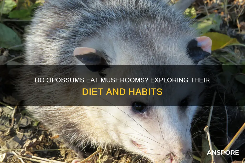do opossums eat mushrooms