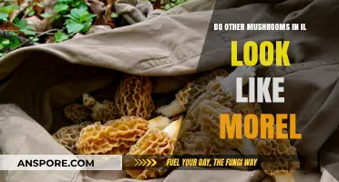 Identifying Morel Look-Alikes: Common Illinois Mushroom Species to Know