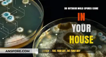 Outdoor Mold Spores Indoors: How They Enter and Impact Your Home