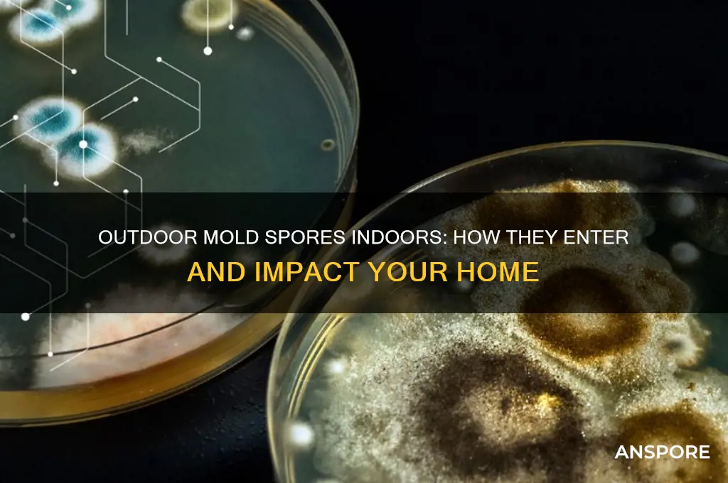 do outdoor mold spores come in your house
