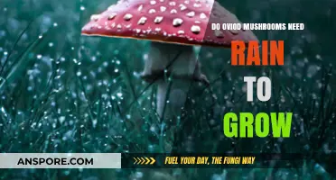 Do Oviod Mushrooms Rely on Rain for Growth? Exploring the Truth