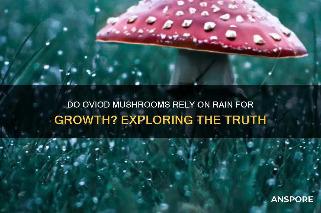 do oviod mushrooms need rain to grow