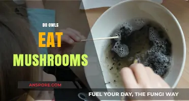 Do Owls Eat Mushrooms? Unraveling the Truth About Their Diet