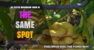 Can Oyster Mushrooms Reappear in the Same Location Year After Year?