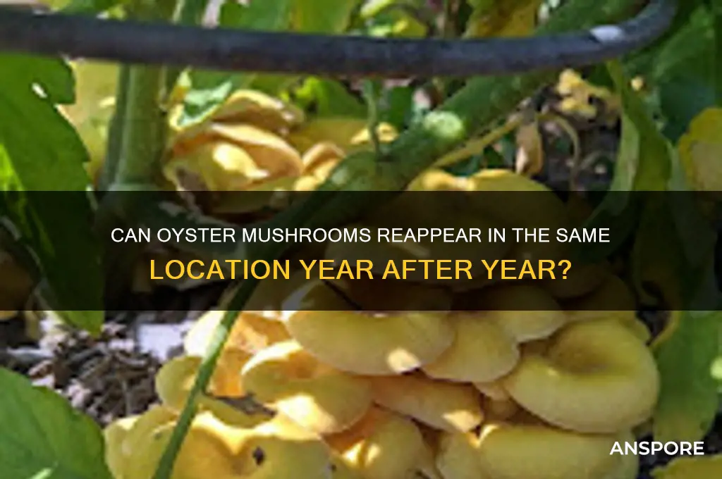do oyster mushroom grow in the same spot