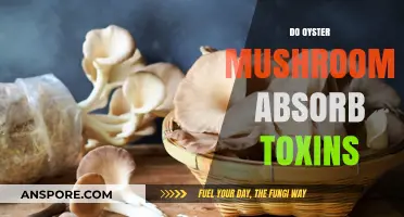 How Safe Are Oyster Mushrooms?