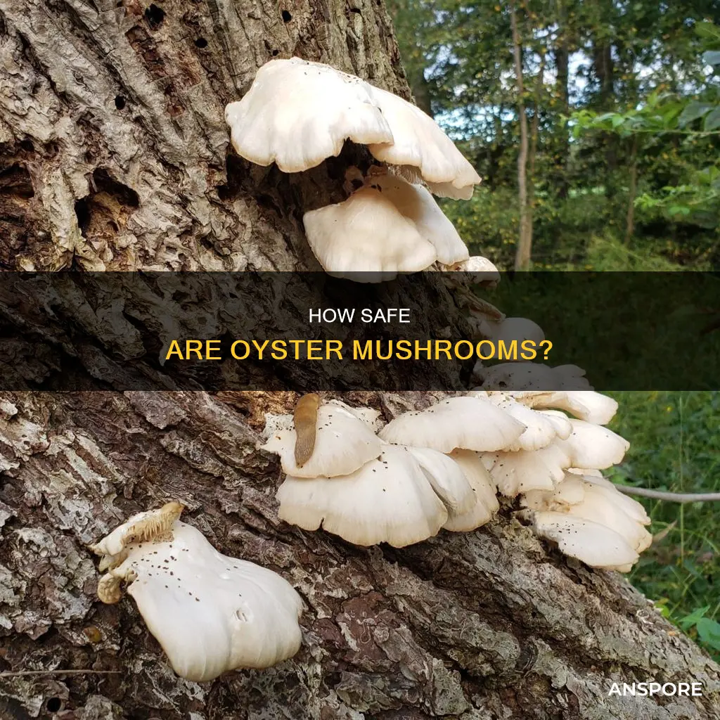 do oyster mushrooms absorb toxins