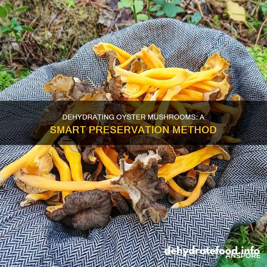 do oyster mushrooms dehydrate well