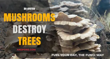 Oyster Mushrooms: Tree Destroyers or Harmless Fungi?