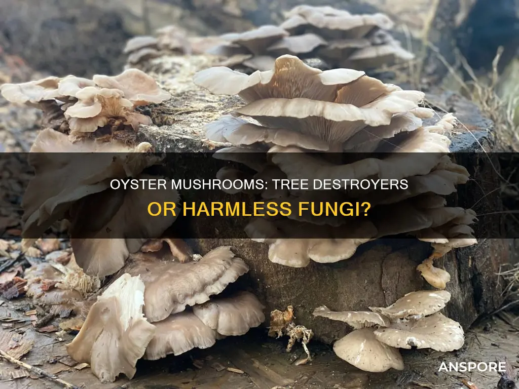 do oyster mushrooms destroy trees