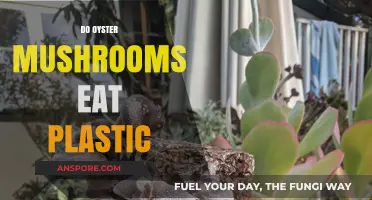 Can Oyster Mushrooms Degrade Plastic? Exploring Nature's Recycling Potential