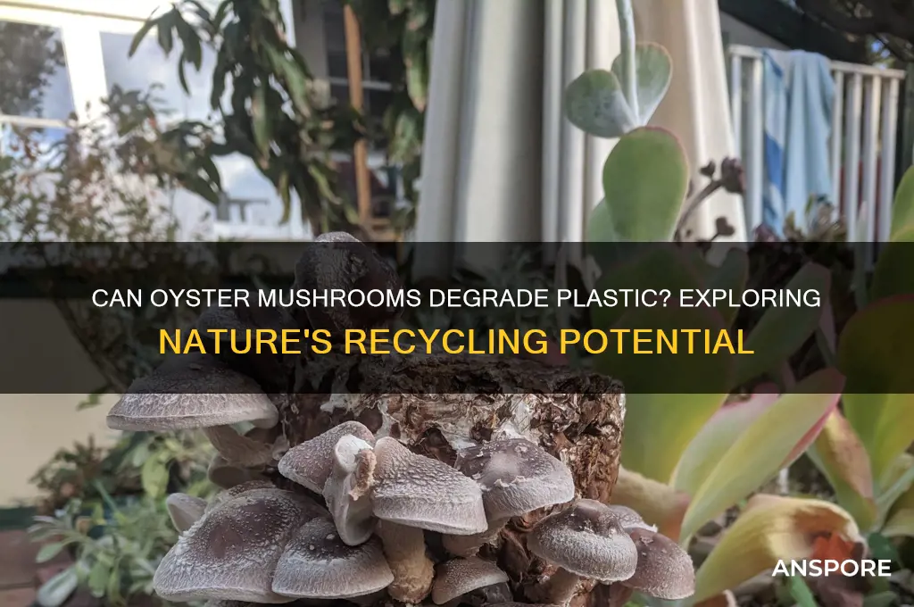 do oyster mushrooms eat plastic