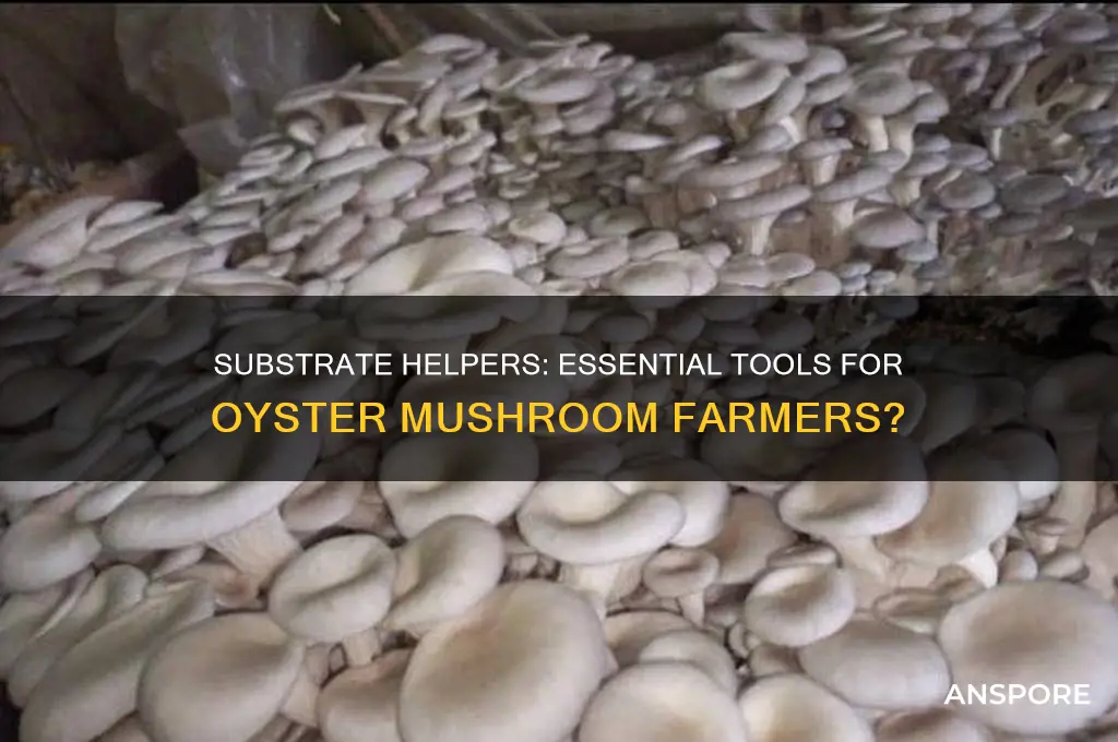 do oyster mushrooms farmers use a substrate helper