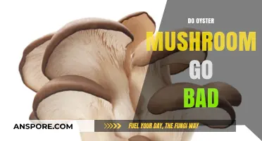 Do Oyster Mushrooms Go Bad? Shelf Life and Storage Tips