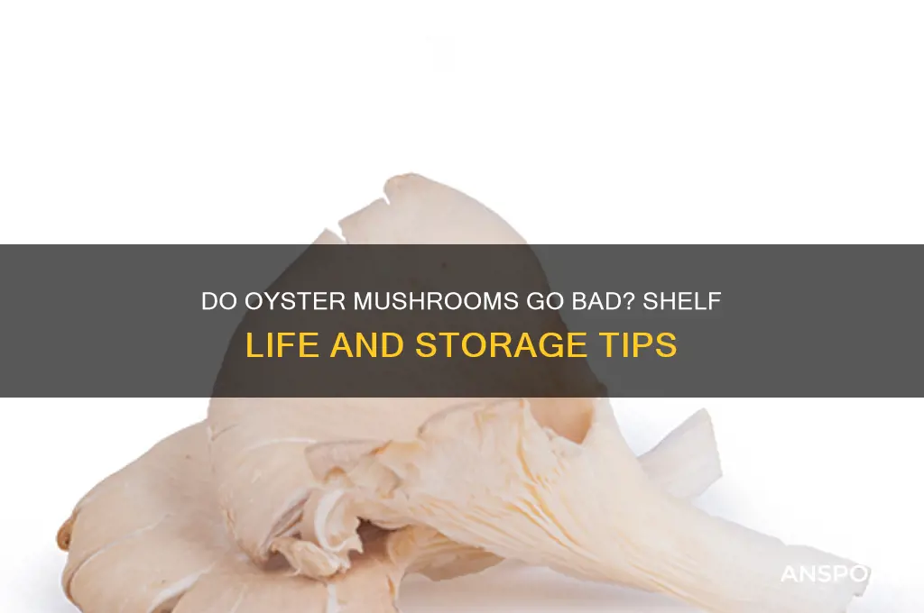 do oyster mushrooms go bad