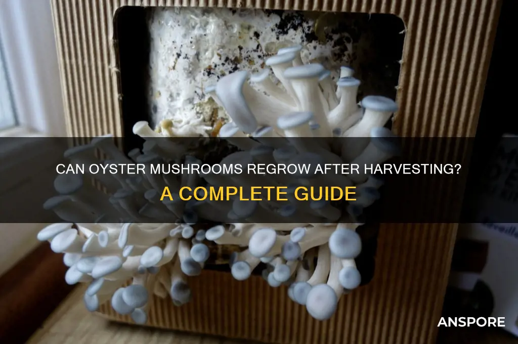 do oyster mushrooms grow again after picking