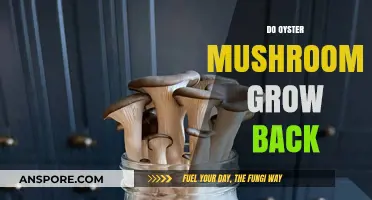 Can Oyster Mushrooms Regrow? A Guide to Sustainable Harvesting
