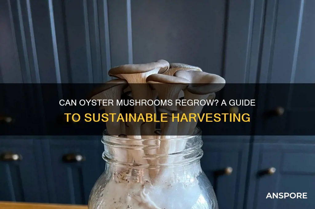 do oyster mushrooms grow back