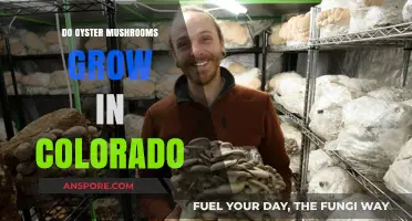 Growing Oyster Mushrooms in Colorado: Climate, Tips, and Success Stories