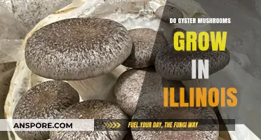 Growing Oyster Mushrooms in Illinois: Climate, Tips, and Success Stories