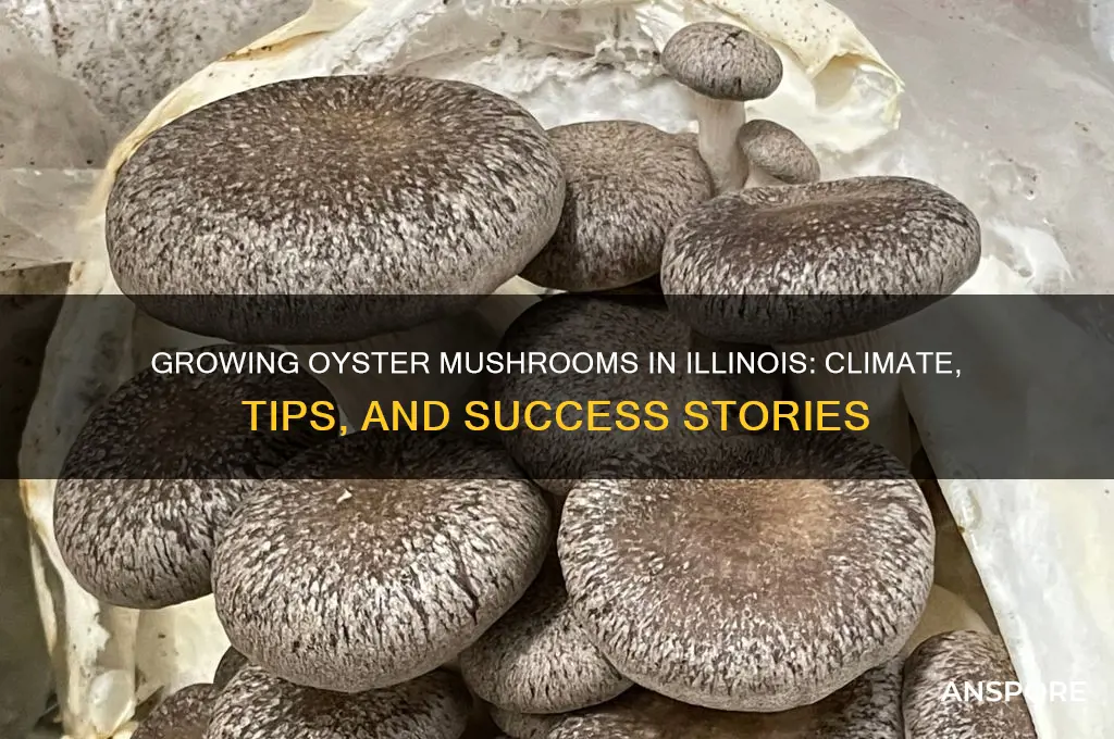 do oyster mushrooms grow in illinois