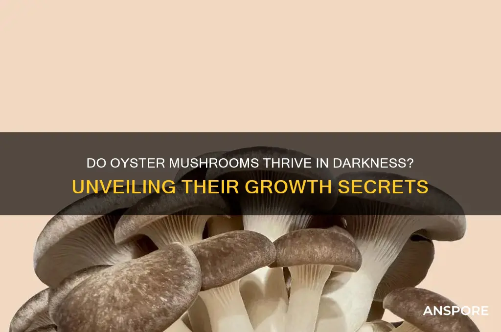 do oyster mushrooms grow in the dark