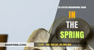 Springtime Oyster Mushrooms: When and How They Thrive in Nature