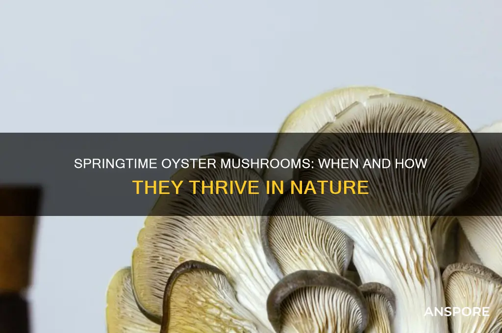 do oyster mushrooms grow in the spring