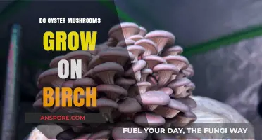 Can Oyster Mushrooms Thrive on Birch Trees? A Detailed Exploration