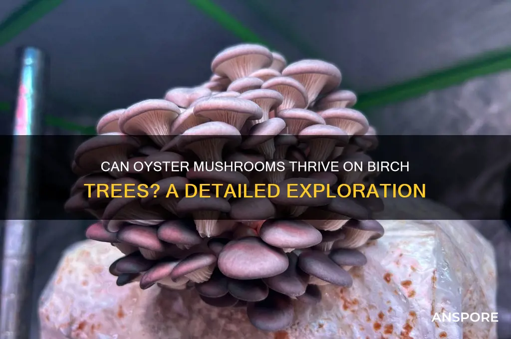 do oyster mushrooms grow on birch
