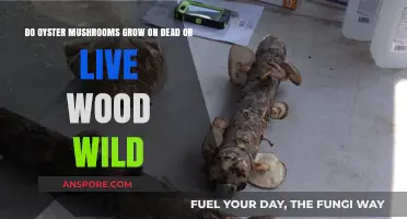 Oyster Mushrooms: Dead or Live Wood in the Wild?