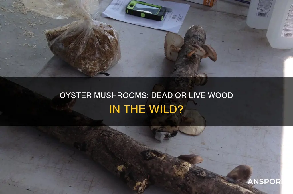 do oyster mushrooms grow on dead or live wood wild