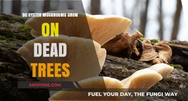 Do Oyster Mushrooms Thrive on Dead Trees? Exploring Their Habitat