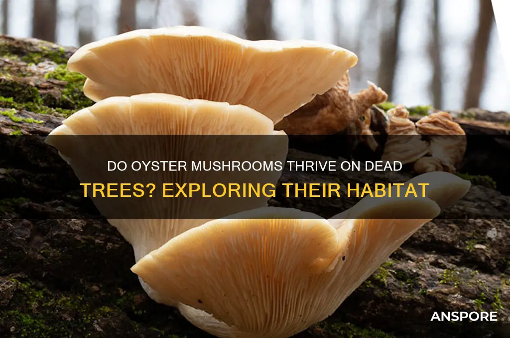 do oyster mushrooms grow on dead trees